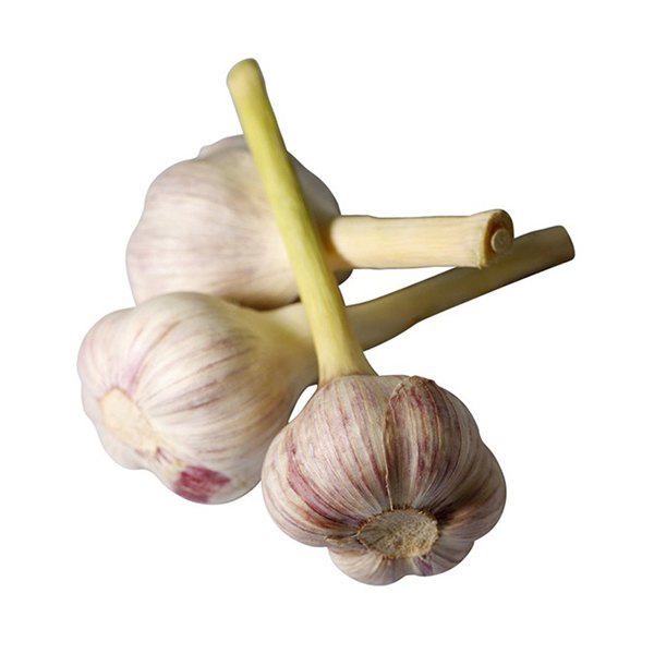 Untitled-2122-compressed سیر تازه - 1 کیلو