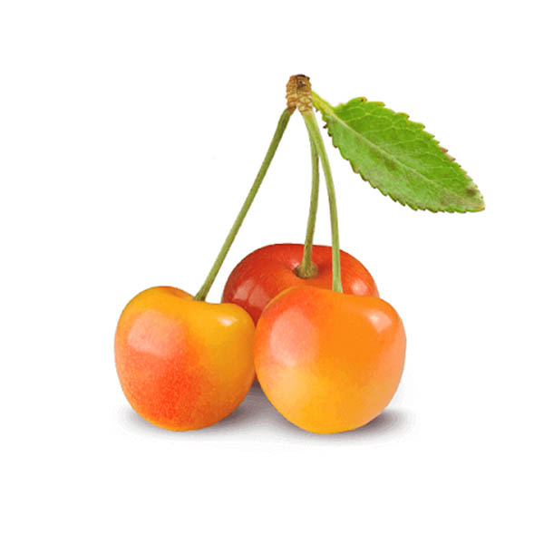 گیلاس سفید تکدانه - 1 کیلو