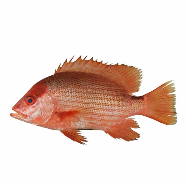 ماهی سرخو چمن - کیلویی 750000